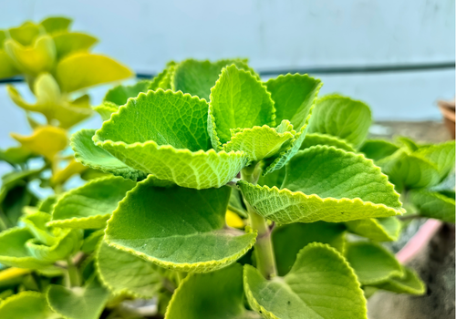 amla